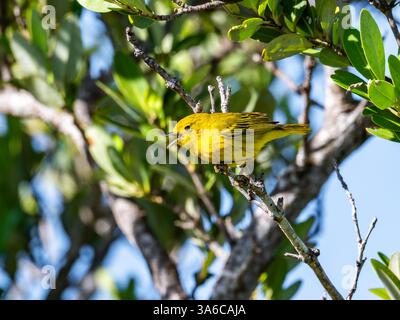 Ein gelber Warbler (Setophaga petechia) singt auf einem Baum. Kuba. Stockfoto