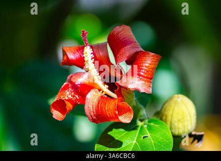 Blume von Blue Mahoe (Hibiscus elatus). Kuba. Stockfoto