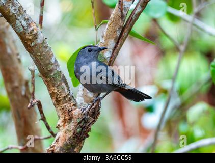 Ein grauer Katzenvogel (Dumetella carolinensis), der auf einem Ast im Wald thront. Kuba. Stockfoto