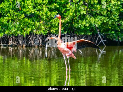 Ein rosafarbener amerikanischer Flamingo (Phoenicopterus ruber), der mit den Flügeln in einem See flattert. Kuba. Stockfoto