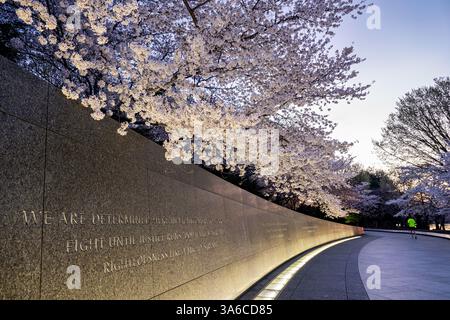 WASHINGTON DC – die Kirschblüten von Yoshino blühen bei Sonnenaufgang über der Inschriftenwand des Martin Luther King Jr. Gedenkstätte am Tidal Basin. Die Granitwand, in die Zitate des Bürgerrechtlers eingraviert sind, wird von unten beleuchtet. Diese blühenden Bäume sind Teil des ursprünglichen Geschenkes aus Japan aus dem Jahr 1912 und stehen im Mittelpunkt der jährlichen Frühlingsblüte der Stadt. Stockfoto