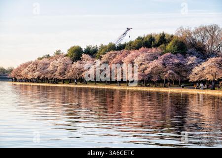 Kirschblüten am Tidal Basin in Washington DC | WASHINGTON D.C., Vereinigte Staaten — Besucher schlendern am Rand des Tidal Basin unter einem dichten rosa Baldachin aus blühenden Kirschbäumen, wobei ein Baukran vom Projekt zur Erneuerung der Ufermauer über der Baumgrenze sichtbar ist. Die Bäume, Nachkommen eines Geschenks von 3.020 japanischen Blütenkirschbäumen aus dem Jahr 1912, stehen im Mittelpunkt des jährlichen National Cherry Blossom Festivals. Stockfoto