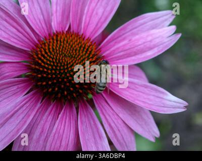 Diese Schönheit ist eine Ringblume mit einer Biene, Calendula officinalis, ist eine blühende Pflanze in der Familie der Gänseblümchen, Asteraceae... (Wiki) Stockfoto