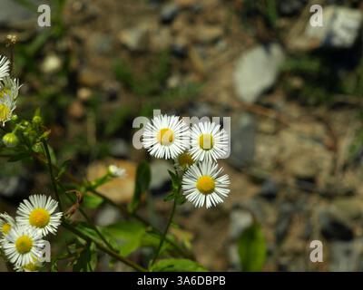 Daisy Fleabane (Erigeron annuus) ist eine krautige blühende Pflanze in der Familie der Asteraceae. (Wiki) Stockfoto