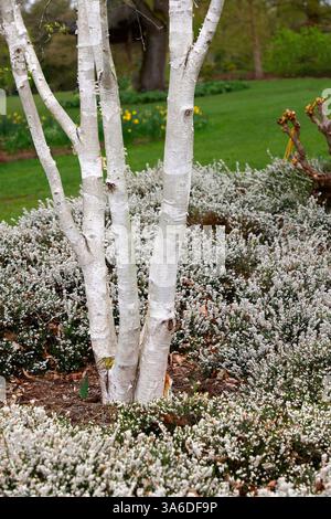 Nahaufnahme der weißen Rinde des dekorativen Birkengartenbaums betula utilis jacquemontii Doorenbos. Stockfoto