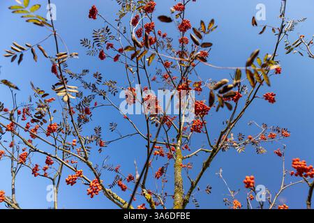 Rote vogelbeeren auf den Zweigen eines vogelbaums mit gefallenen Blättern im Herbst, reife rote vogelbeeren nach dem Blatt fallen vor einem blauen Himmel Hintergrund Stockfoto