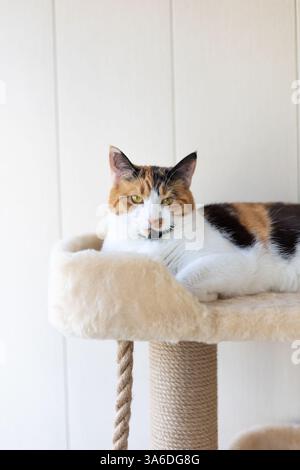 Wunderschöne einheimische Dreifarbigkatze mit gelbem (Bernstein) liegt auf dem Katzenspielkomplex drinnen und schaut auf die Kamera. Selektiver Fokus, Nahaufnahme. Stockfoto