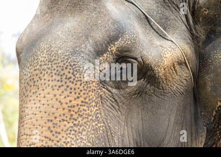 Nahaufnahme des Elefantenkopfes. Öffentlicher Park auf Orchid Island in Vietnam, Nha Trang. Der gezähmte Elefant Lenka schaut in die Kamera. Selektiver Fokus. Stockfoto