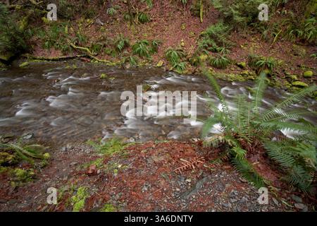 Ein kleiner Fluss, der in einem alten Wald fließt. Stockfoto