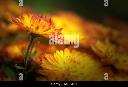Frische, helle Chrysanthemen. Japanischer, koreanischer Stil. Hintergrund für eine wunderschöne Postkarte. Herbstblumen im Garten. Blühende Feuerkristallationen. Stockfoto