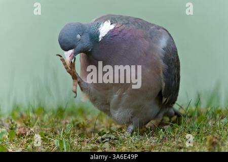 Gewöhnlicher Vogel Columba palumbus auch bekannt als gewöhnliche Holztaube. Nahaufnahme Porträt. Stockfoto
