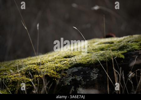 Das Sonnenlicht beleuchtet Moos und Flechten, die auf einem Felsen wachsen, mit Grashalmen, die nach oben ragen, und zeigt die Schönheit und Widerstandsfähigkeit der Natur in einem sma Stockfoto