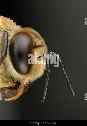 Männliche Honigbiene, Porträt einer Honigbiene Drohne, Porträt einer männlichen Biene Stockfoto