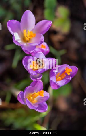 Honigbiene besucht Krokusblüten Stockfoto