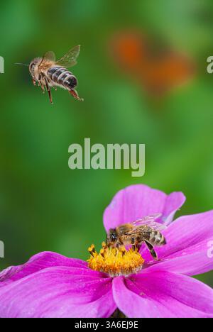Fliegende Honigbienen über Blumen, Bienenflug über rosa Kosmetikblüten, Honigbienen fliegen von Kosmetik weg Stockfoto