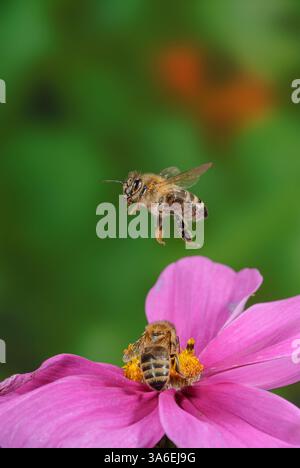 Fliegende Honigbienen über Blumen, Bienenflug über rosa Kosmetikblüten, Honigbienen fliegen von Kosmetik weg Stockfoto