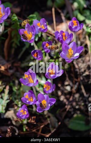 Honigbiene auf Krokus Stockfoto