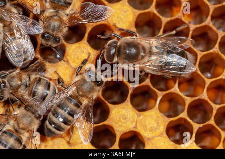 Honigbienen, Arbeiterbienen und Drohnen auf Waben Stockfoto