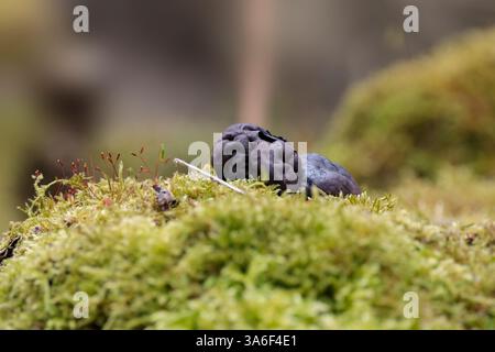 Hexen Butter Exidia glandulosa, Pilze mit schwarzen Fruchtkörpern in gelatinösen Blobs, die hirnähnlichen Clustern auf moosigen Stämmen älterer, verkrusteter Haut ähneln Stockfoto