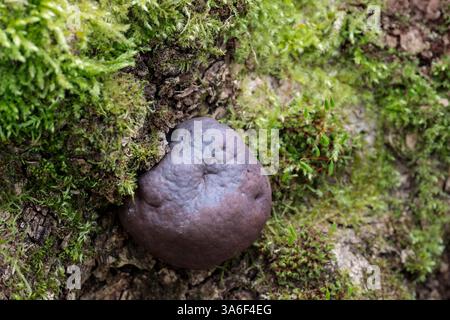 Hexen Butter Exidia glandulosa, Pilze mit schwarzen Fruchtkörpern in gelatinösen Blobs, die hirnähnlichen Clustern auf moosigen Stämmen älterer, verkrusteter Haut ähneln Stockfoto