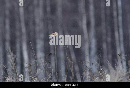 Die eurasische Lerche (Alauda arvensis) thronte auf einem Pfosten und sang im Frühling im Schnee. Stockfoto