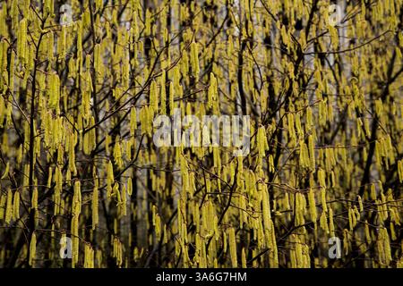 Eine große Gruppe wunderschöner, gelber Haselnusskätzchen, die an dünnen braunen Zweigen im wilden Wald während der Frühjahrssaison bei Tageslicht hängen Stockfoto