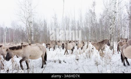 Herde wilder Pferde im verschneiten Wald Stockfoto
