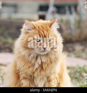 Ein Porträt einer Ingwerkatze, die draußen sitzt. Nahaufnahme. Stockfoto