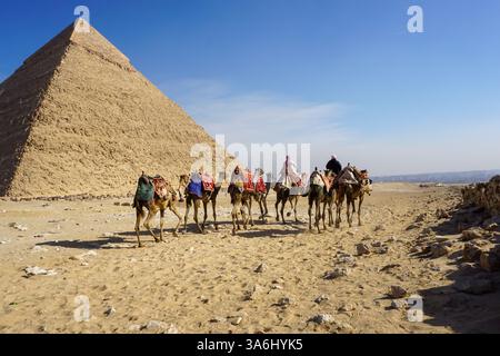 Kamele, Die Durch Die Wüste Von Gizeh Mit Der Pyramide Von Hafre Im Hintergrund Unter Der Sonne Spazieren Stockfoto