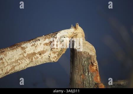 Biberbissspuren am Baum auf der Gersprenz in Hessen Stockfoto