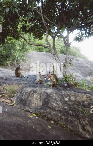 Familie von Affen, die auf Felsen unter einem Baum interagieren, Sirigiya, Sri Lanka, Asien Stockfoto