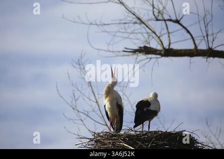 Zwei Weißstörche (Ciconia alba) sitzen im Nest vor einem blauen Himmel. Ein Storch, der klappert Stockfoto