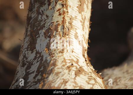 Biberbissspuren am Baum auf der Gersprenz in Hessen Stockfoto