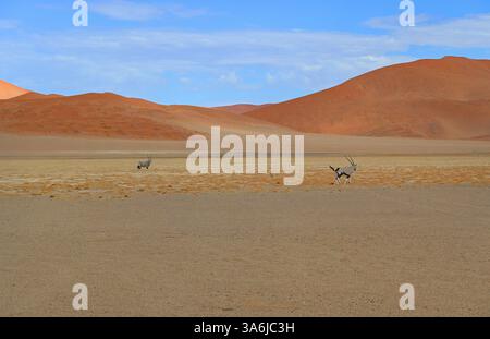 Panorama des wunderschönen roten namibischen Desserts mit zwei wilden Oryx-Antilopen, die davongaloppieren. Stockfoto