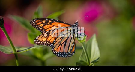 Makro eines exquisiten orangen Schwarzweiß-Polkadotted-Monarchen, der an einem herrlichen, sonnigen Sommertag die helle zinna speist Stockfoto