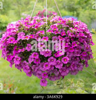 Nichts ruft mehr hervor als ein hängender Korb mit Millionen Glocken, voller winziger Fuchsien, sprudelndem rosa calibrachoa und lebendiger Petunien Stockfoto
