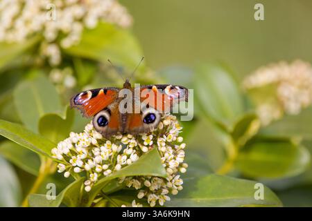 Ein europäischer Pfau mit offenen Flügeln auf einer Pflanze mit weißen Blüten Stockfoto