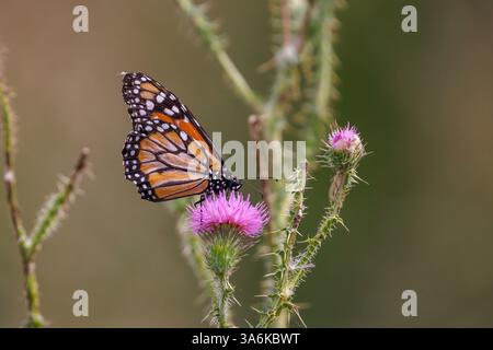 Südlicher Monarchschmetterling (Danaus erippus), der auf einer Distel thront. Stockfoto