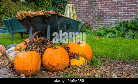 Alte Schubkarre umgeben von Kürbissen. Hintergrund des Herbstkonzepts Stockfoto