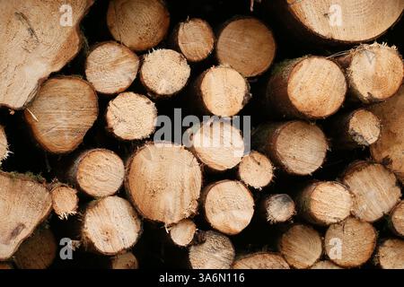 Longford, Irland - 15. März 2025 - Seitenprofil der konzentrischen Baumwachstumsringe auf frisch abgeholzten, gestapelten Holzstämmen von Bäumen in einem Wald im County Longford, Irland Stockfoto