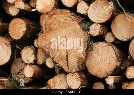Longford, Irland - 15. März 2025 - Seitenprofil der konzentrischen Baumwachstumsringe auf frisch abgeholzten, gestapelten Holzstämmen von Bäumen in einem Wald im County Longford, Irland Stockfoto