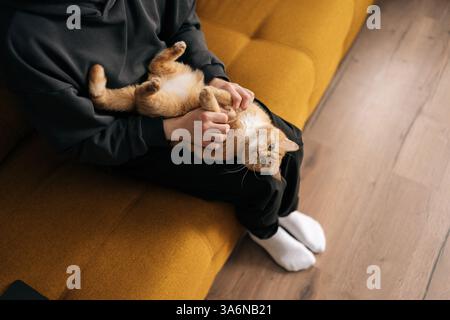 Blick von oben auf den nicht wiedererkennbaren liebenden Haustierbesitzer, der verspielte Ingwerkatze kuschelt, während er sich auf dem bequemen Sofa im Wohnzimmer entspannt und friedlich genießt Stockfoto