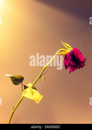 Nahaufnahme einer sterbenden Rose Stockfoto