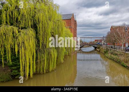Weidenbaum taucht in den Fluss Avon, mit der verlassenen Heilungsmühle dahinter Stockfoto