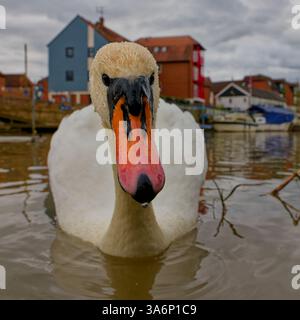 Swan am Fluss Avon in Tewkesbury Stockfoto