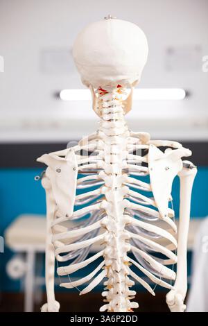 Nahaufnahme des menschlichen Skeletts in der Arztpraxis mit Fokus auf Wirbelsäule und Schädelknochen. Selektive Fokussierung der Skelettstruktur in leerem Krankenhausraum, vorbereitet für die orthopädische Behandlung. Stockfoto
