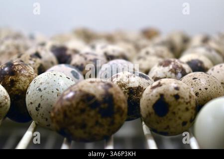 Eine Wachtelei aus der Nähe. Makrofoto. Nahaufnahme von frischen Wachteleiern Stockfoto