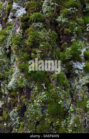 Nahaufnahme des Stammes eines mit Moos und Flechten bedeckten Baumes in Oregon. Stockfoto