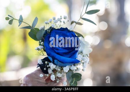 Blaue Rose setzt Atem und grüne Blätter in die Boutonniere des Bräutigams. Stockfoto