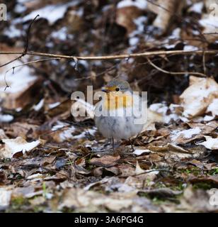 Europäischer robin (erithacus rubecula), der im Frühjahr auf dem Boden steht. Stockfoto